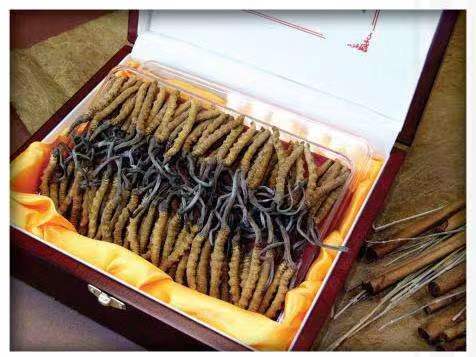 武平冬虫夏草回收